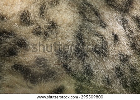 Snow leopard (Panthera uncia) fur texture. Wildlife animal.