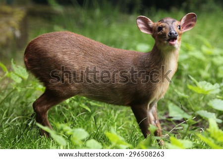 Chinese muntjac (Muntiacus reevesi), also known as the Reeves\'s muntjac. Wildlife animal.