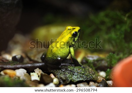 Golden poison frog (Phyllobates terribilis), also known as the golden dart frog. Wildlife animal.