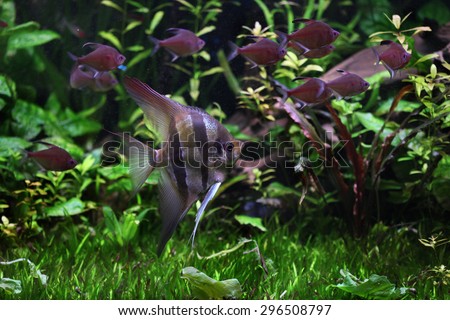 Deep Angelfish (Pterophyllum altum), also known the Orinoco angelfish. Wildlife animal.