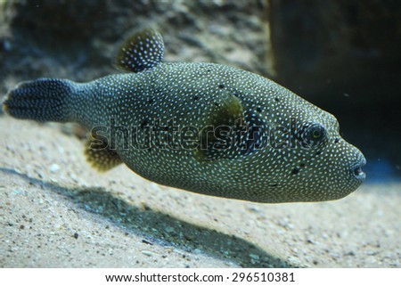Stripped puffer (Arothron meleagris), also known as the golden puffer. Wildlife animal.