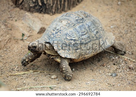 Leopard tortoise (Stigmochelys pardalis). Wild life animal.