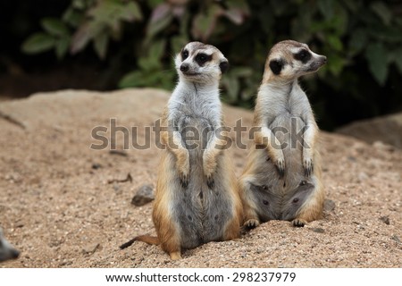 Meerkat (Suricata suricatta), also known as the suricate. Wildlife animal.