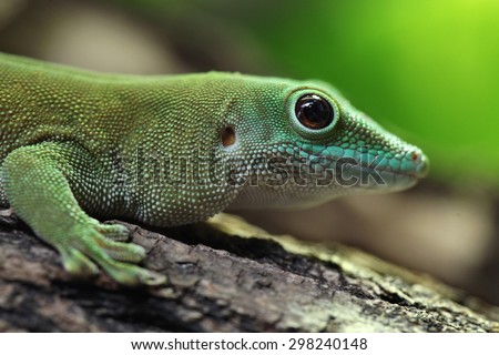 Koch\'s giant day gecko (Phelsuma madagascariensis kochi), also known as the Madagascar day gecko. Wildlife animal.
