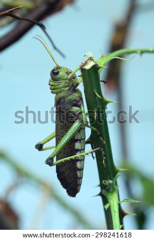 Giant grasshopper (Tropidacris collaris). Wild life animal.