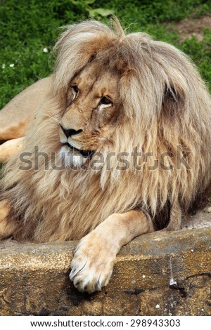 Katanga lion (Panthera leo bleyenberghi), also known as the Southwest African lion. Wildlife animal.