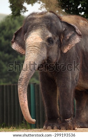 Indian elephant (Elephas maximus indicus) uses trunk to throw sand on its back. Wildlife animal.