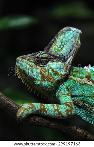Veiled chameleon (Chamaeleo calyptratus), also known as the Yemen chameleon. Wildlife animal.