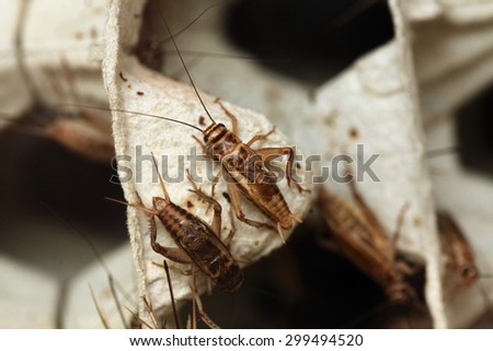 House cricket (Acheta domestica) on egg pack. Wild life animal.