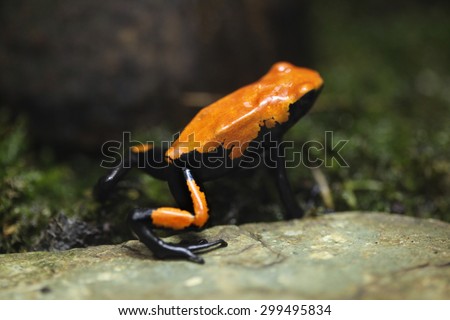 Splash-backed poison frog (Adelphobates galactonotus). Wildlife animal.