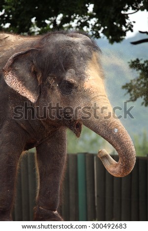 Indian elephant (Elephas maximus indicus) uses trunk to throw sand on its back. Wildlife animal.