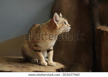 Sand cat (Felis margarita), also known as the sand dune cat. Wild life animal.