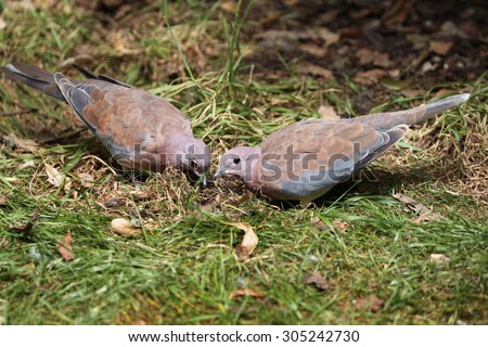 Laughing dove (Spilopelia senegalensis). Wild life animal.