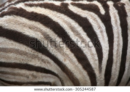 Burchell\'s zebra (Equus quagga burchellii), also known as the Damara zebra. Skin texture. Wild life animal.