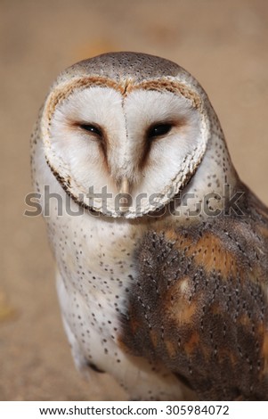 Barn owl (Tyto alba). Wild life animal.