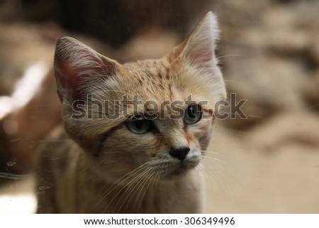 Sand cat (Felis margarita), also known as the sand dune cat. Wild life animal.