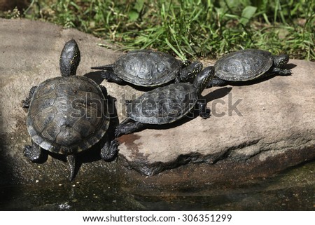 European pond turtle (Emys orbicularis), also known as the European pond terrapin. Wild life animal.