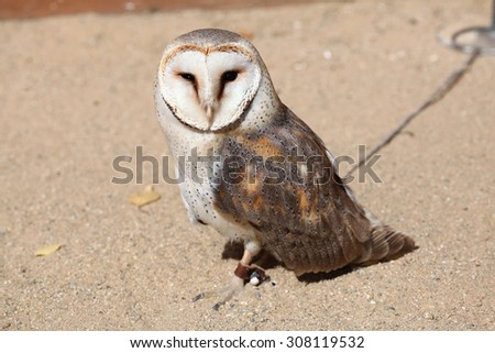 Barn owl (Tyto alba). Wild life animal.