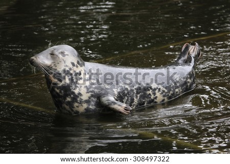 Grey seal (Halichoerus grypus), also known as the Atlantic seal. Wild life animal.