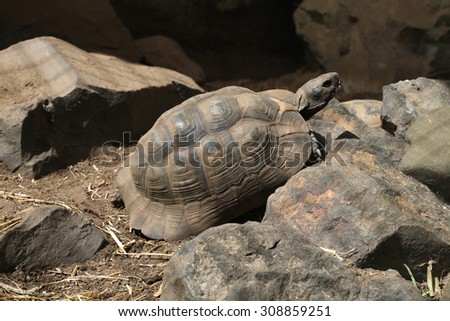 Greek tortoise (Testudo graeca), also known as the spur-thighed tortoise. Wild life animal.