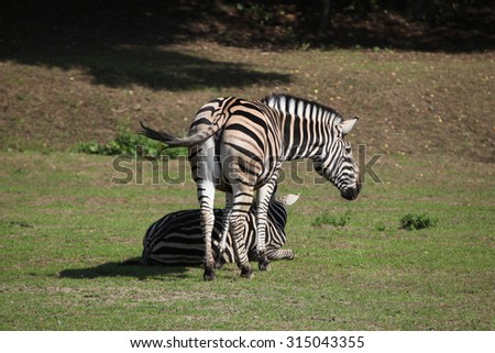 Chapman\'s zebra (Equus quagga chapmani). Wild life animal.