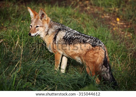 Black-backed jackal (Canis mesomelas). Wild life animal.