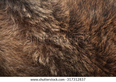Brown bear (Ursus arctos) fur texture. Wild life animal.