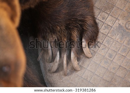 Brown bear (Ursus arctos) claw. Wild life animal.