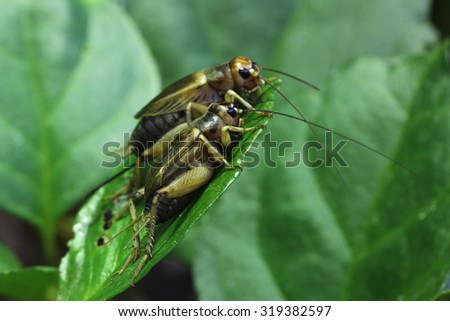 House cricket (Acheta domestica). Wild life animal.