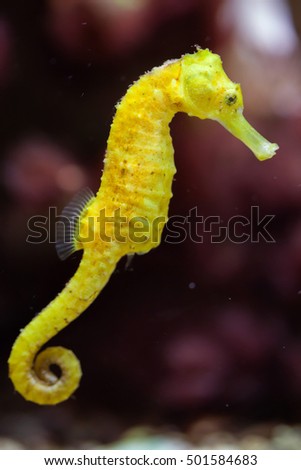 Slender seahorse (Hippocampus reidi), also known as the longsnout seahorse. Wildlife animal.