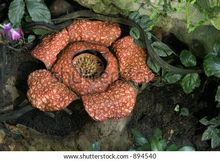 Rafflesia, the biggest flower in the world with rotting meat smell