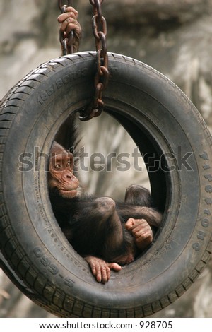 Little chimpanzee (Pan troglodytes) sitting inside the tire