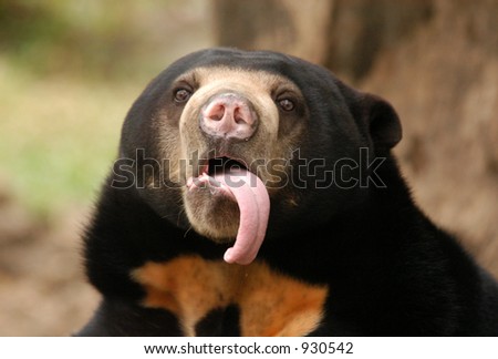 Sun bear also known as a Malaysian bear (Helarctos malayanus) showing its tongue