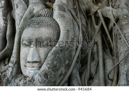 Stone head of Buddha nestled in the embrace of bodhi tree\'s roots in Ayutthaya, Thailand