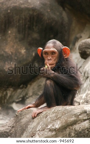 Little chimpanzee (Pan troglodytes)  (image contains some noise)