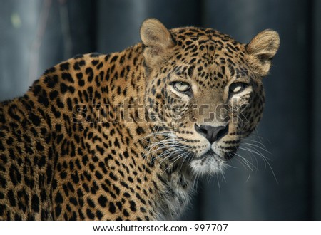 panthera pardus kotiya