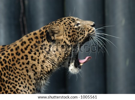 panthera pardus kotiya