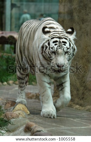 White tiger (Panthera tigris tigris), Indian people think that a meeting with it brings a good luck.