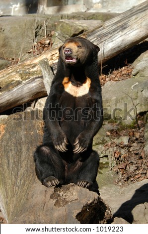 Sun bear also known as a Malaysian bear (Helarctos malayanus).
