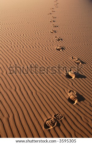 footsteps in the sand in