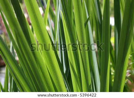Bright Green Grass Texture