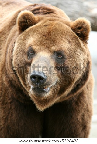 Kamchatka Brown Bear (Ursus arctos piscivorus), the second biggest brown bear after a Kodiak bear.