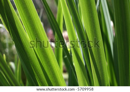 Bright Green Grass Texture