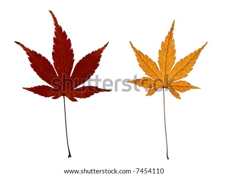 japanese maple leaves. leaves of Japanese maple