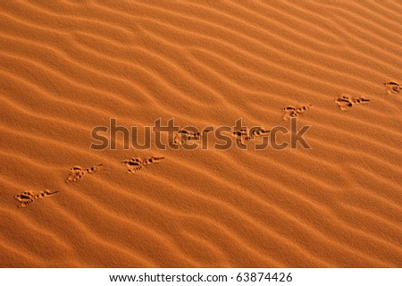 Bird steps in the sand dunes of Erg Chebbi in the Sahara Desert, Morocco.