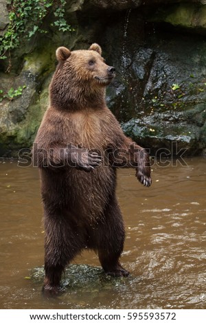 Kamchatka brown bear (Ursus arctos beringianus), also known as the Far Eastern brown bear standing on its hind legs.