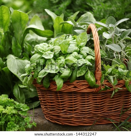 Basket With Fresh Herbs In Herb Garden.