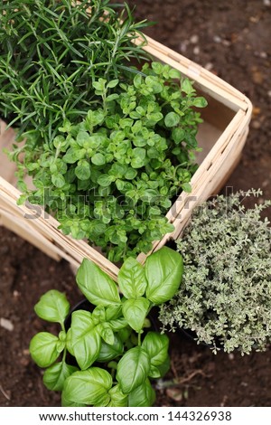 Herbs prepared for planting. Rosemary, oregano, thyme and basil.