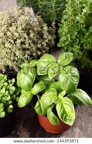Basil, thyme, rosemary and oregano in flower pots.