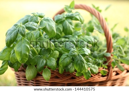 Basket with basil and oregano in the garden. Selective focus, shallow DOF.